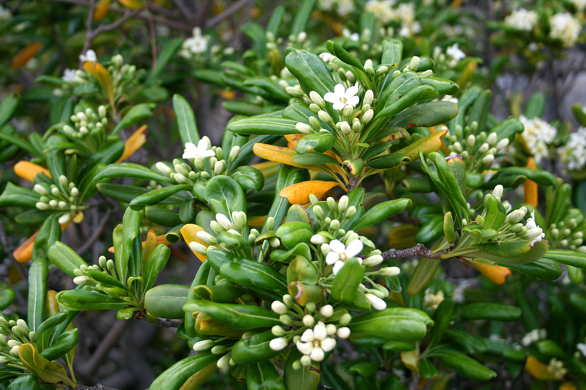 Представитель Семейства Pittosporaceae